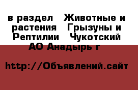  в раздел : Животные и растения » Грызуны и Рептилии . Чукотский АО,Анадырь г.